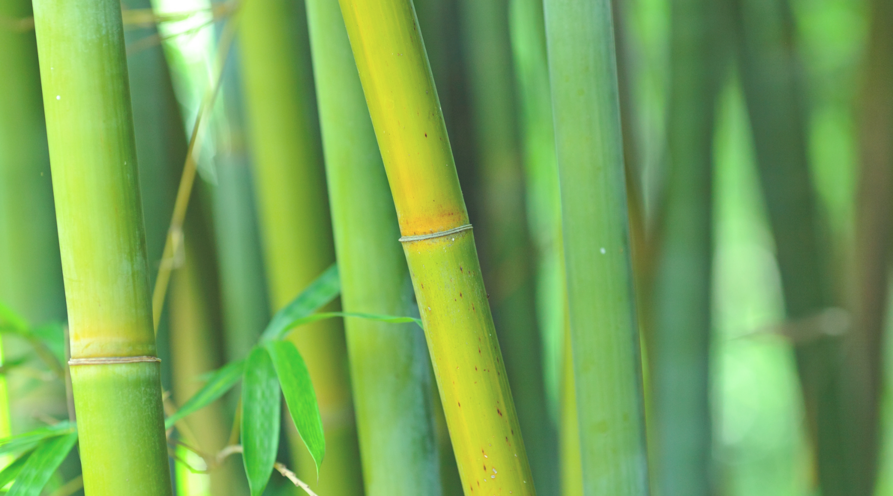 Reasons to Love Bamboo